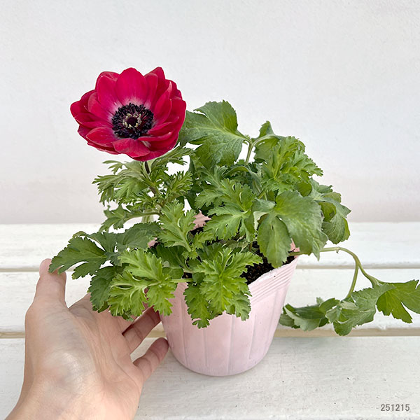 アネモネ:絢花(アヤカ)レッド系3~3.5号ポット