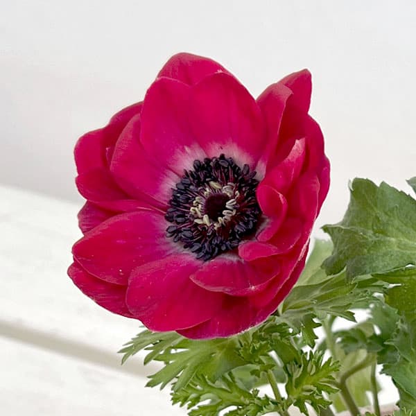 アネモネ:絢花(アヤカ)レッド系3~3.5号ポット