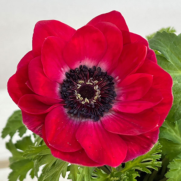 アネモネ:絢花(アヤカ)レッド系3~3.5号ポット