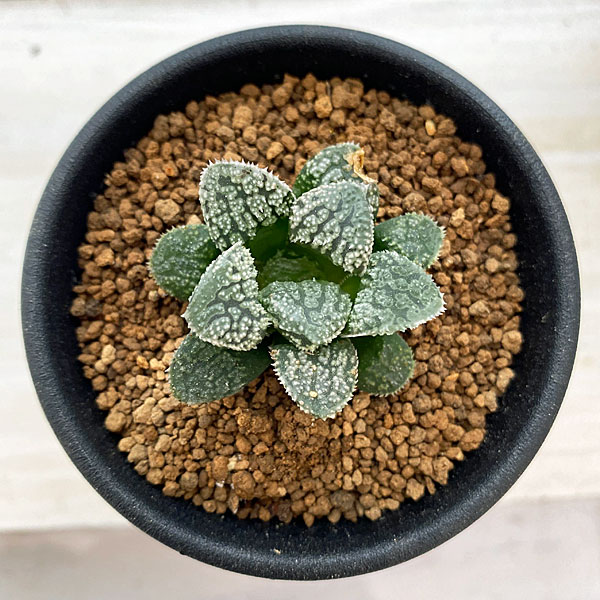 園芸ネット本店｜ハオルチア：指輪物語 2.5号 の通販【公式】