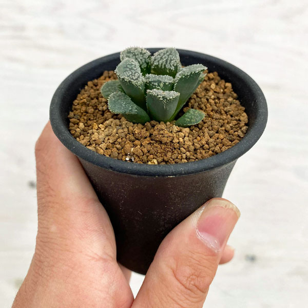 園芸ネット本店｜ハオルチア：指輪物語 2.5号 の通販【公式】