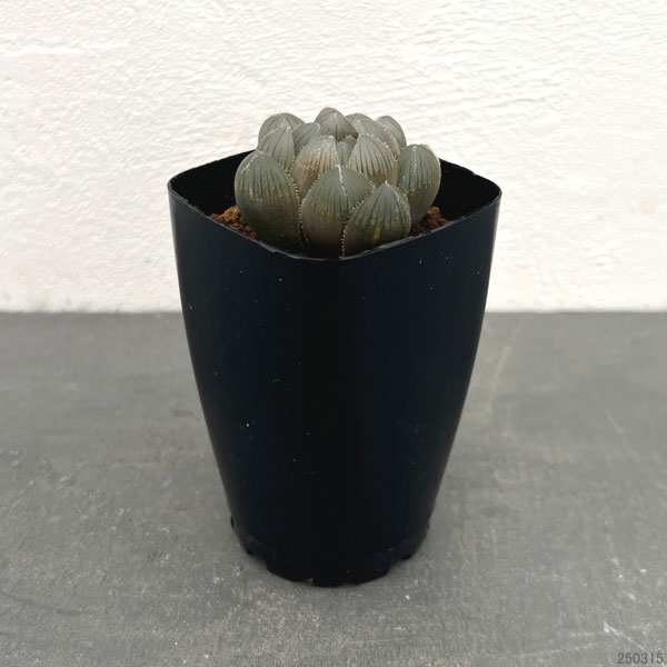 ハオルチア：巨大赤線レンズオブツーサ　2.5号鉢植え