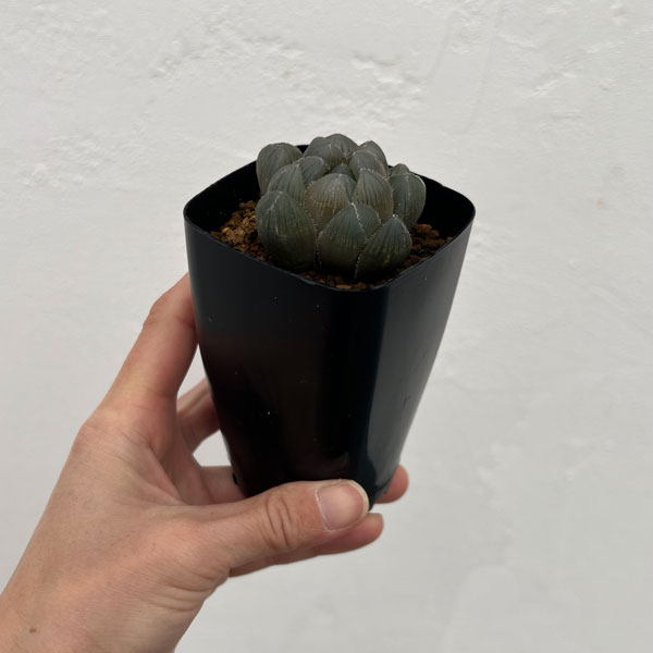 ハオルチア：巨大赤線レンズオブツーサ　2.5号鉢植え