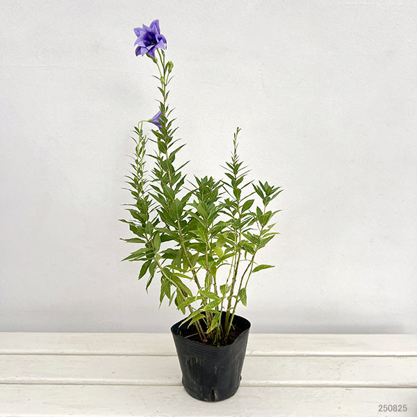 おもてなしキキョウ(桔梗）：三重系むらさき4号ポット（高性）