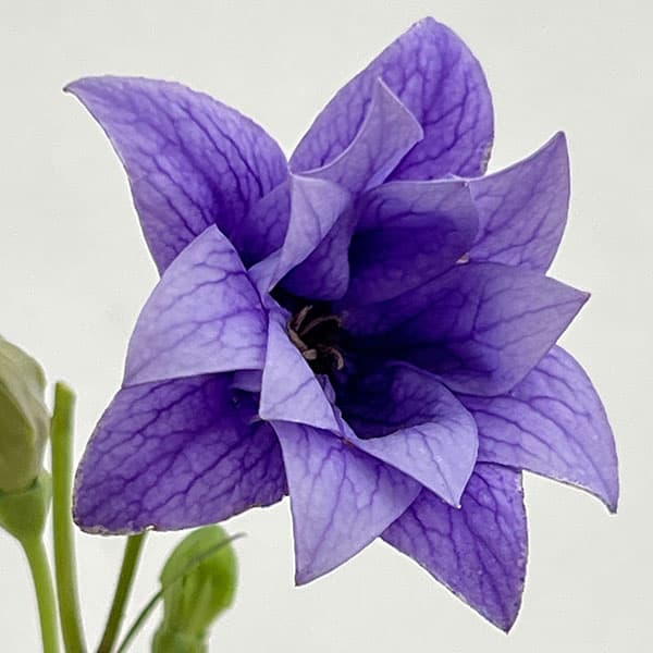 おもてなしキキョウ(桔梗）：三重系むらさき4号ポット（高性）