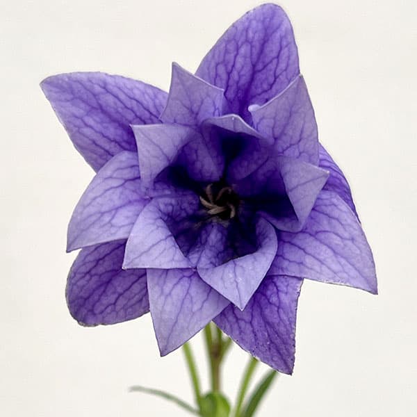 おもてなしキキョウ(桔梗）：三重系むらさき4号ポット（高性）