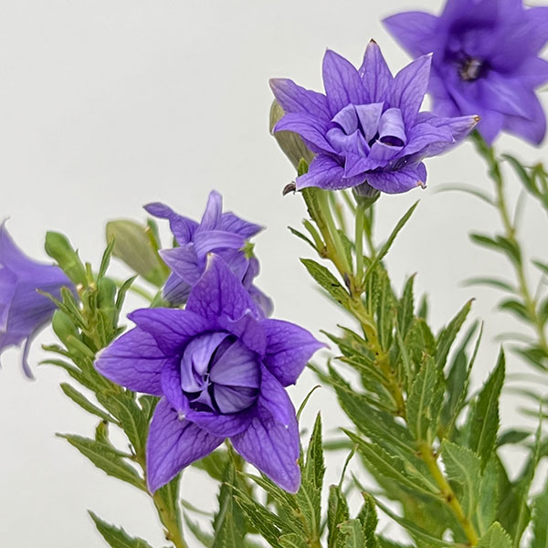おもてなしキキョウ(桔梗）：三重系むらさき4号ポット（高性）