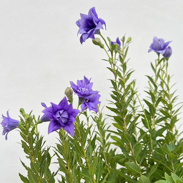 おもてなしキキョウ(桔梗）：三重系むらさき4号ポット（高性）