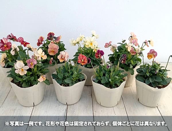 【お1人様1ポット】ビオラ：ときめきビオラ（花色いろいろ）3.5号ポット