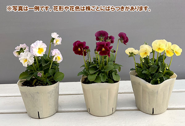 【お1人様1ポット】ビオラ：ときめきビオラ（花色いろいろ）3.5号ポット