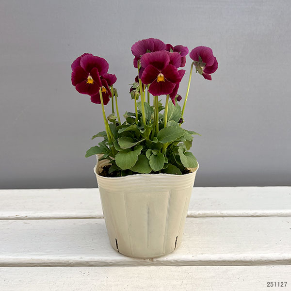 【お1人様1ポット】ビオラ：ときめきビオラ（花色いろいろ）3.5号ポット