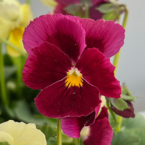 【お1人様1ポット】ビオラ：ときめきビオラ（花色いろいろ）3.5号ポット