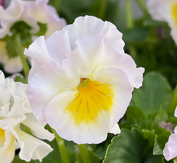 【お1人様1ポット】ビオラ：ときめきビオラ（花色いろいろ）3.5号ポット