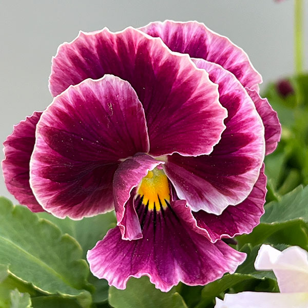 【お1人様1ポット】ビオラ：ときめきビオラ（花色いろいろ）3.5号ポット