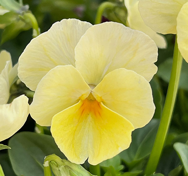 【お1人様1ポット】ビオラ：ときめきビオラ（花色いろいろ）3.5号ポット