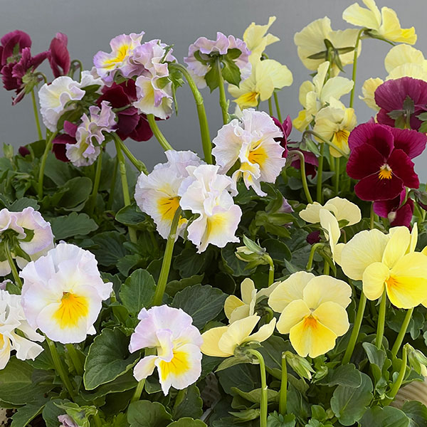 【お1人様1ポット】ビオラ：ときめきビオラ（花色いろいろ）3.5号ポット