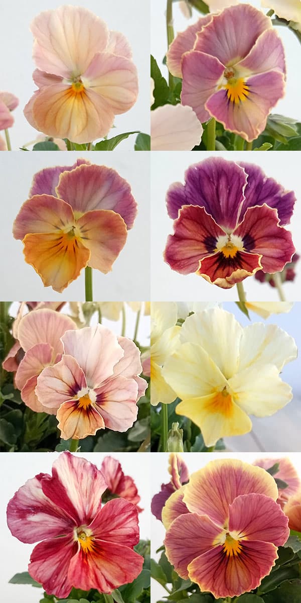 【お1人様1ポット】ビオラ：ときめきビオラ（花色いろいろ）3.5号ポット