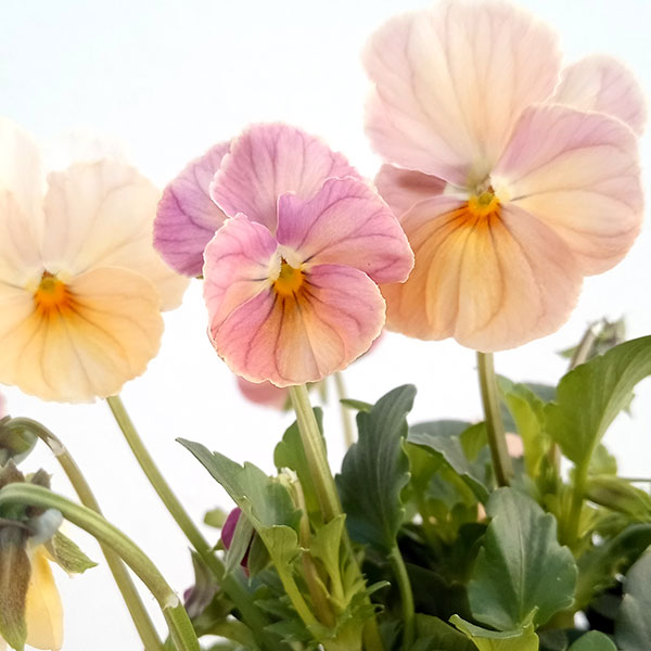 【お1人様1ポット】ビオラ：ときめきビオラ（花色いろいろ）3.5号ポット