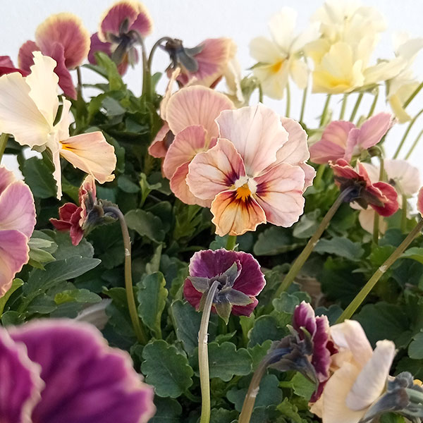 【お1人様1ポット】ビオラ：ときめきビオラ（花色いろいろ）3.5号ポット