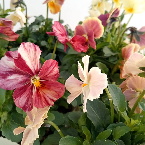 【お1人様1ポット】ビオラ：ときめきビオラ（花色いろいろ）3.5号ポット