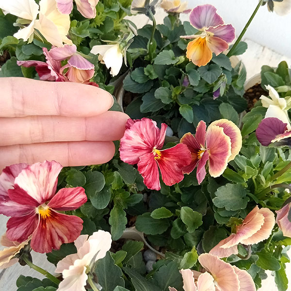 【お1人様1ポット】ビオラ：ときめきビオラ（花色いろいろ）3.5号ポット