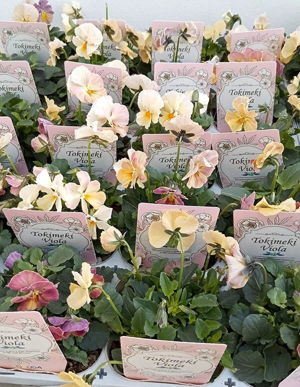 【お1人様1ポット】ビオラ：ときめきビオラ（花色いろいろ）3.5号ポット