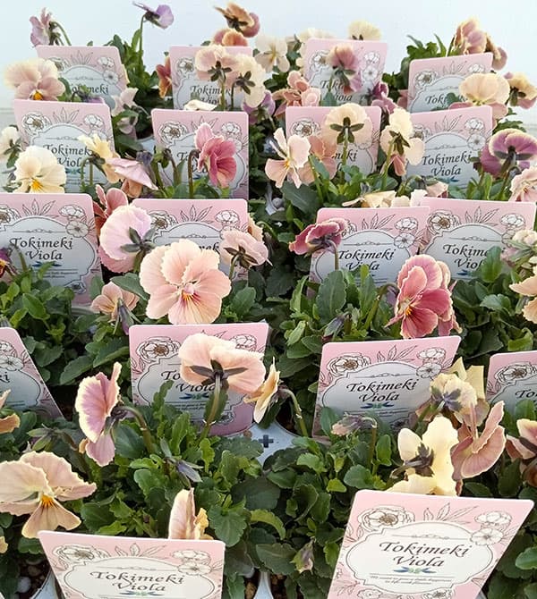 【お1人様1ポット】ビオラ：ときめきビオラ（花色いろいろ）3.5号ポット