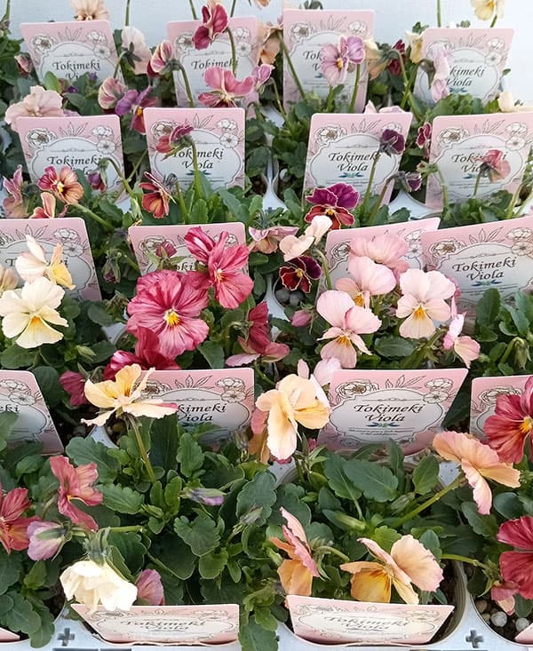 【お1人様1ポット】ビオラ：ときめきビオラ（花色いろいろ）3.5号ポット