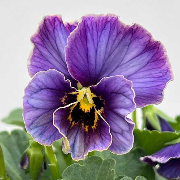 園芸ネット本店｜ビオラ：ヌーヴェルヴァーグ ラピスラズリ3.5号ポット