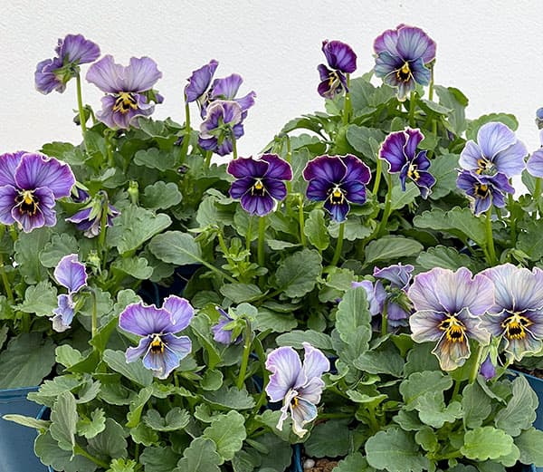 園芸ネット本店｜ビオラ：ヌーヴェルヴァーグ ラピスラズリ3.5号ポット