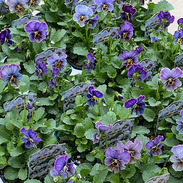 園芸ネット本店｜ビオラ：ヌーヴェルヴァーグ ラピスラズリ3.5号ポット