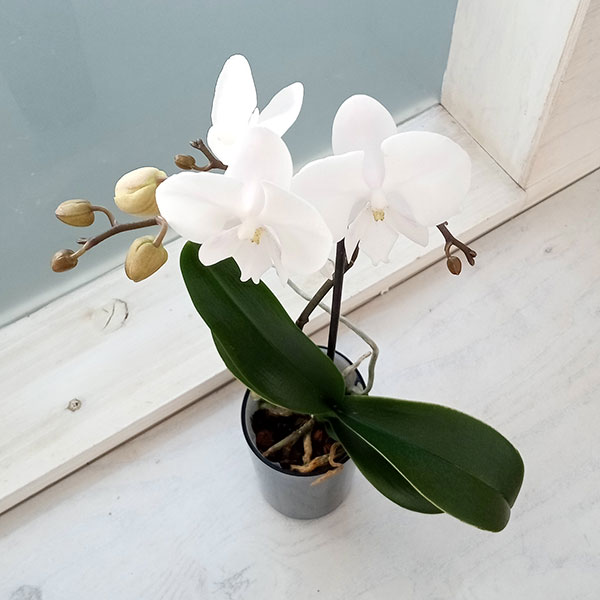 園芸ネット本店｜[送料無料]ミディ胡蝶蘭：ラント Mサイズ エマ の通販