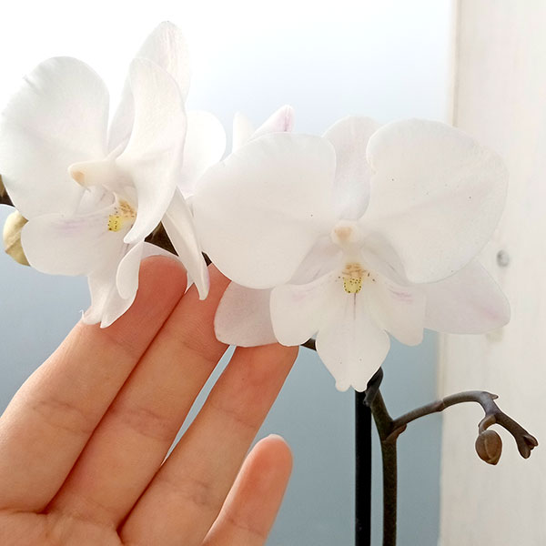 園芸ネット本店｜[送料無料]ミディ胡蝶蘭：ラント Mサイズ エマ の通販