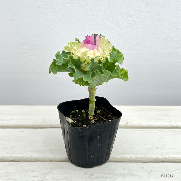 ハボタン：ラッフル ピンクメッシュ3号ポット