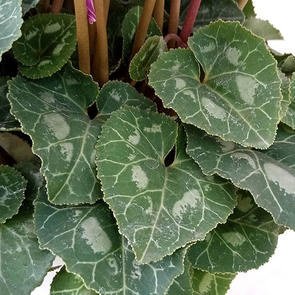 シクラメン:チモ シスターズボジョレー4号鉢植え