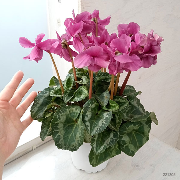 シクラメン:チモ ボジョレー4号鉢植え