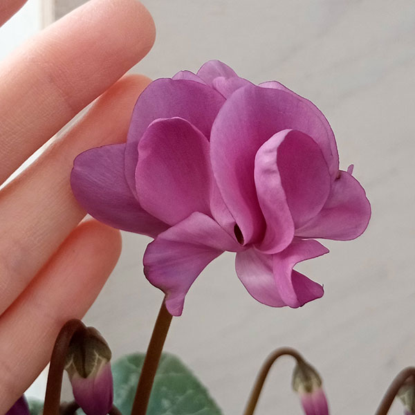 シクラメン:チモ ボジョレー4号鉢植え