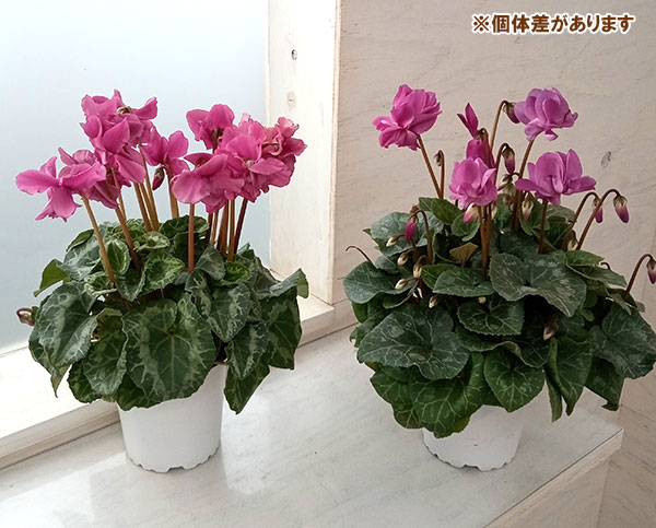 シクラメン:チモ ボジョレー4号鉢植え