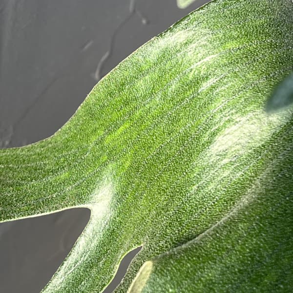 [棚卸セール]ビカクシダ（コウモリラン）：バイーア　斑入り（bahia variegated）4.5号