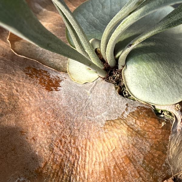 [棚卸セール]ビカクシダ（コウモリラン）：バイーア　斑入り（bahia variegated）4.5号