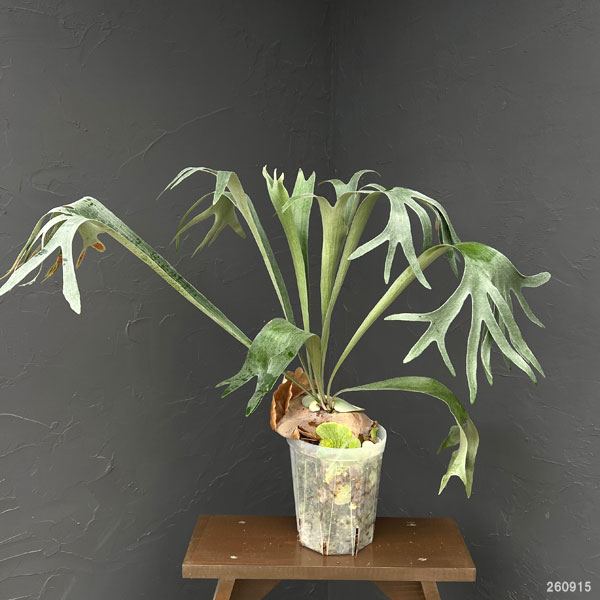 ビカクシダ(コウモリラン):バイーア 斑入り(bahia variegated)7号鉢植え