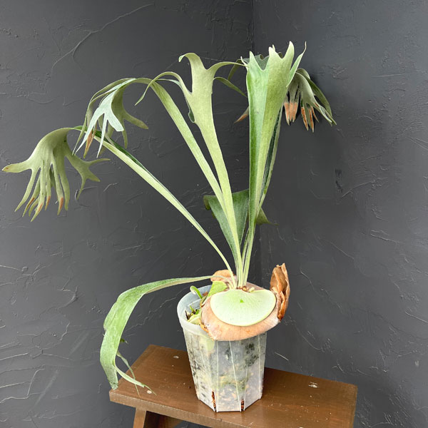 ビカクシダ(コウモリラン):バイーア 斑入り(bahia variegated)7号鉢植え