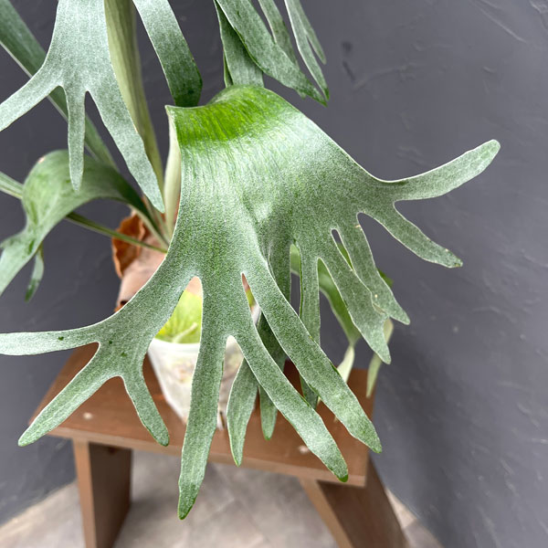 ビカクシダ(コウモリラン):バイーア 斑入り(bahia variegated)7号鉢植え