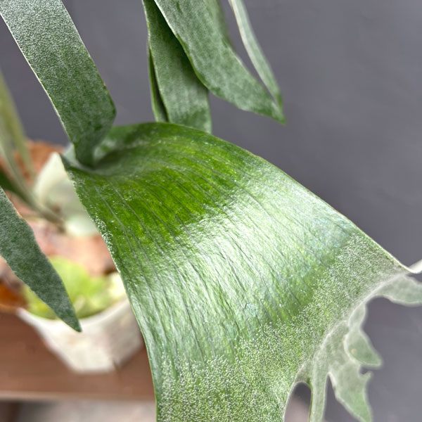 ビカクシダ(コウモリラン):バイーア 斑入り(bahia variegated)7号鉢植え
