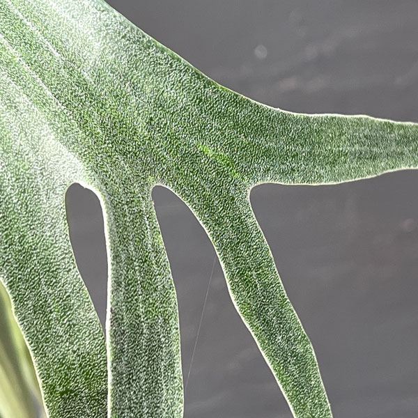 ビカクシダ(コウモリラン):バイーア 斑入り(bahia variegated)7号鉢植え