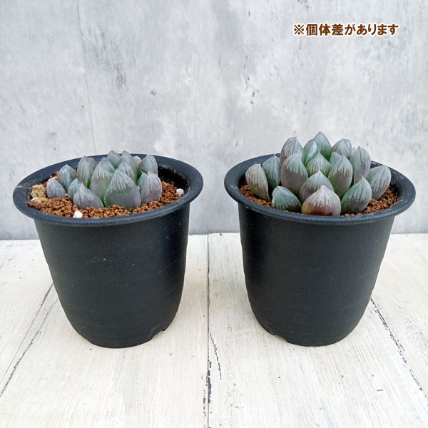 園芸ネット本店｜ハオルチア：黒葡萄 3号 の通販【公式】