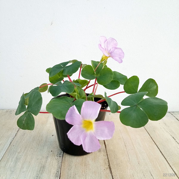 オキザリス:バリアビリス ラベンダー3.5号ポット