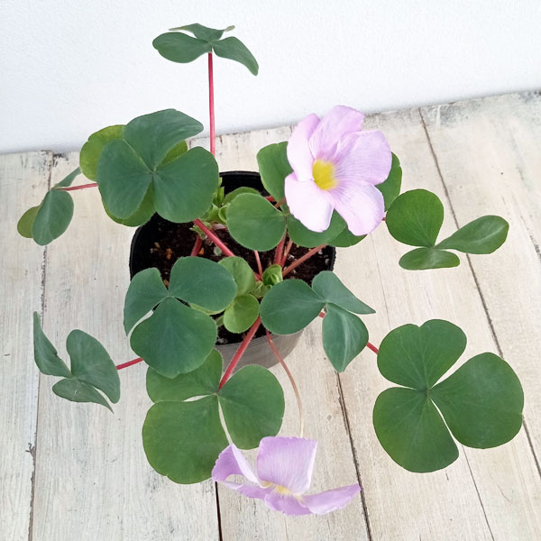 オキザリス:バリアビリス ラベンダー3.5号ポット