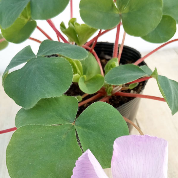 オキザリス:バリアビリス ラベンダー3.5号ポット