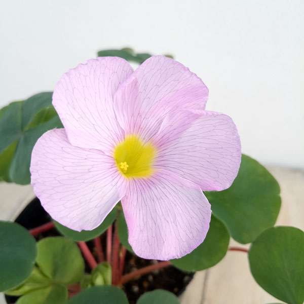 オキザリス:バリアビリス ラベンダー3.5号ポット